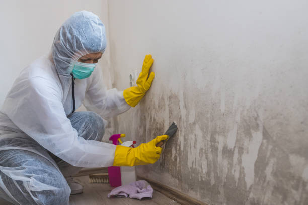 Best Attic Mold Removal  in Navassa, NC